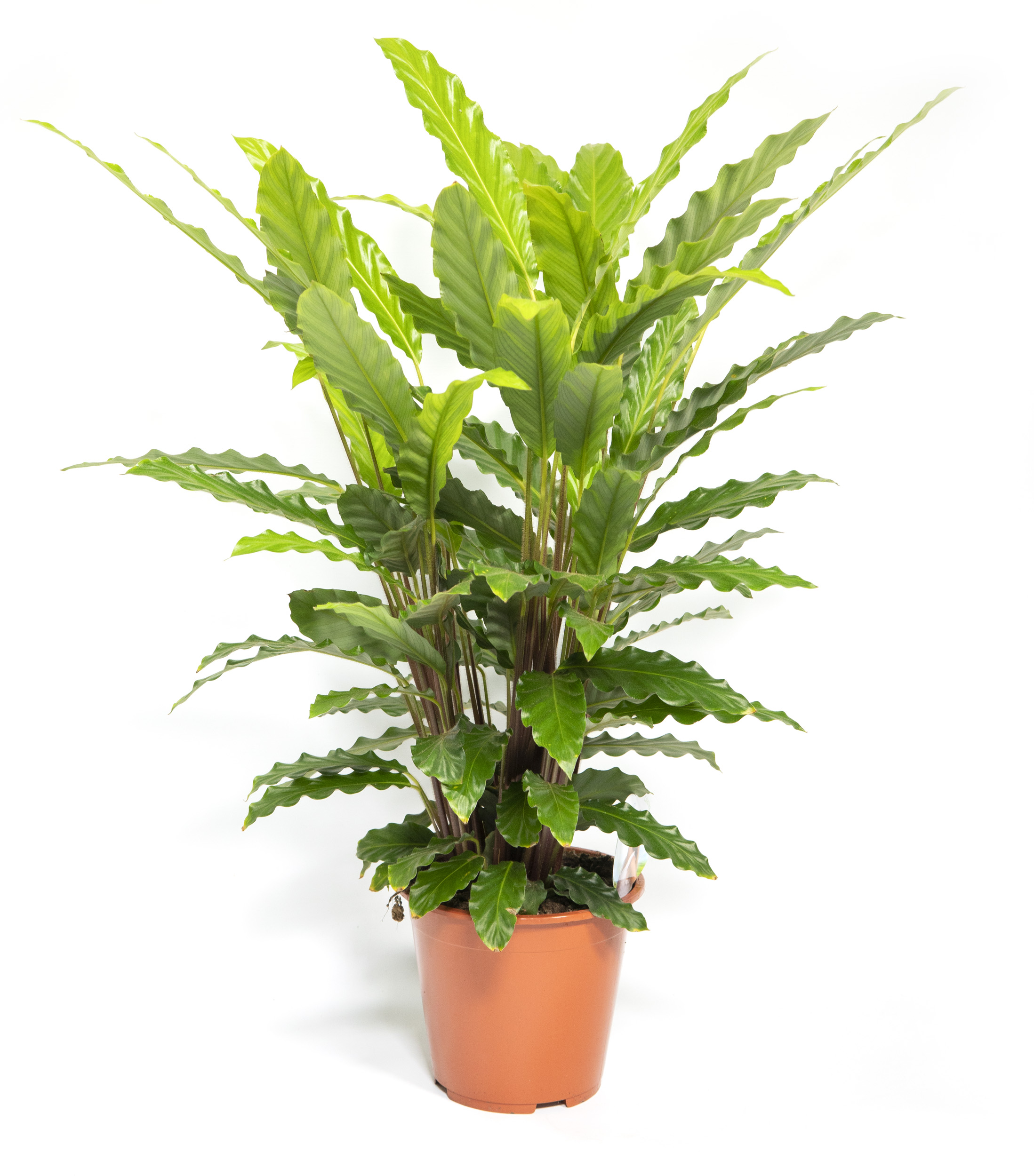 Calathea rufibarba Wavestar Green, im 19cm Topf, Korbmarante, Hhe ca. 60cm  | meingartencenter24.de - Garten Online Shop & Weber Grill Store