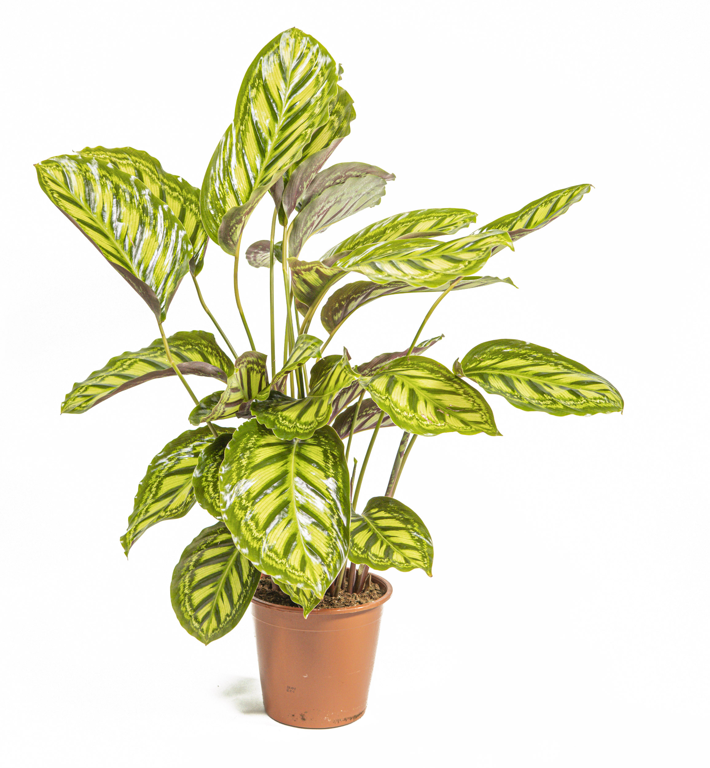 monstera deliciosa weiss Monstera Deliciosa mit Lissabon Korb weiß- 50cm main image 1