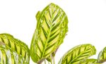 CalatheaFlamestar--2--Calathea-Flamestar--im-19cm-Topf--Korbmarante--Hoehe-ca--55cm.jpg