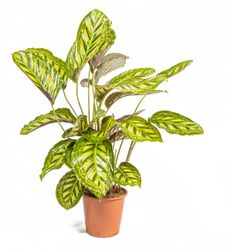 CalatheaFlamestar--1--Calathea-Flamestar--im-19cm-Topf--Korbmarante--Hoehe-ca--55cm.jpg CalatheaFlamestar--1--Calathea-Flamestar--im-19cm-Topf--Korbmarante--Hoehe-ca--55cm.jpg
