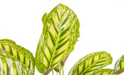 CalatheaFlamestar--2--Calathea-Flamestar--im-19cm-Topf--Korbmarante--Hoehe-ca--55cm.jpg CalatheaFlamestar--2--Calathea-Flamestar--im-19cm-Topf--Korbmarante--Hoehe-ca--55cm.jpg