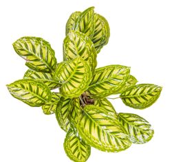 CalatheaFlamestar--3--Calathea-Flamestar--im-19cm-Topf--Korbmarante--Hoehe-ca--55cm.jpg CalatheaFlamestar--3--Calathea-Flamestar--im-19cm-Topf--Korbmarante--Hoehe-ca--55cm.jpg