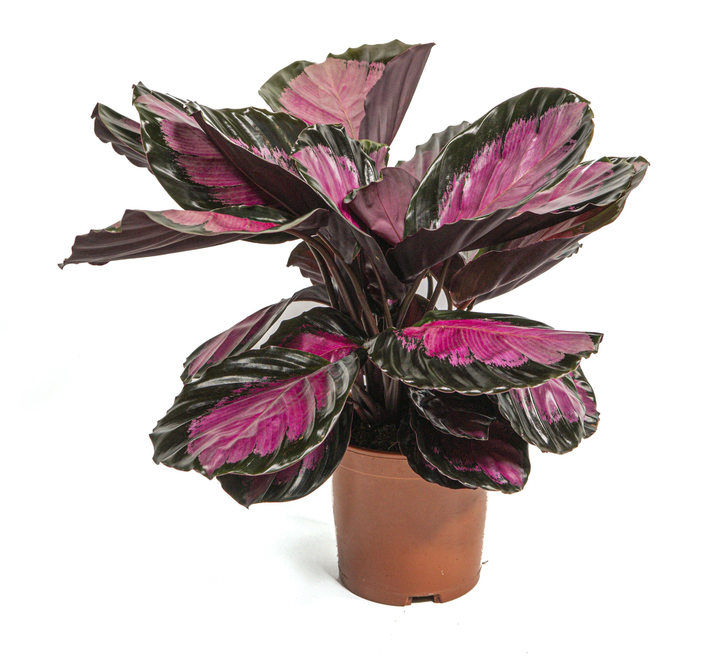 eibe katalog bestellen Eibe kaufen main image 1