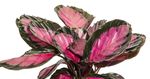 CalatheaRoseopictaRosy--2--Calathea-roseopicta-Rosy--im-14cm-Topf--Korbmarante--Hoehe-ca--40cm.jpg