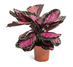 CalatheaRoseopictaRosy--1--Calathea-roseopicta-Rosy--im-14cm-Topf--Korbmarante--Hoehe-ca--40cm.jpg CalatheaRoseopictaRosy--1--Calathea-roseopicta-Rosy--im-14cm-Topf--Korbmarante--Hoehe-ca--40cm.jpg