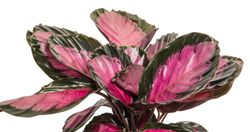 CalatheaRoseopictaRosy--2--Calathea-roseopicta-Rosy--im-14cm-Topf--Korbmarante--Hoehe-ca--40cm.jpg CalatheaRoseopictaRosy--2--Calathea-roseopicta-Rosy--im-14cm-Topf--Korbmarante--Hoehe-ca--40cm.jpg