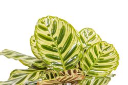 CalatheaMakoyana--2--Calathea-makoyana--im-14cm-Topf--Korbmarante--Hoehe-ca--40cm.jpg CalatheaMakoyana--2--Calathea-makoyana--im-14cm-Topf--Korbmarante--Hoehe-ca--40cm.jpg