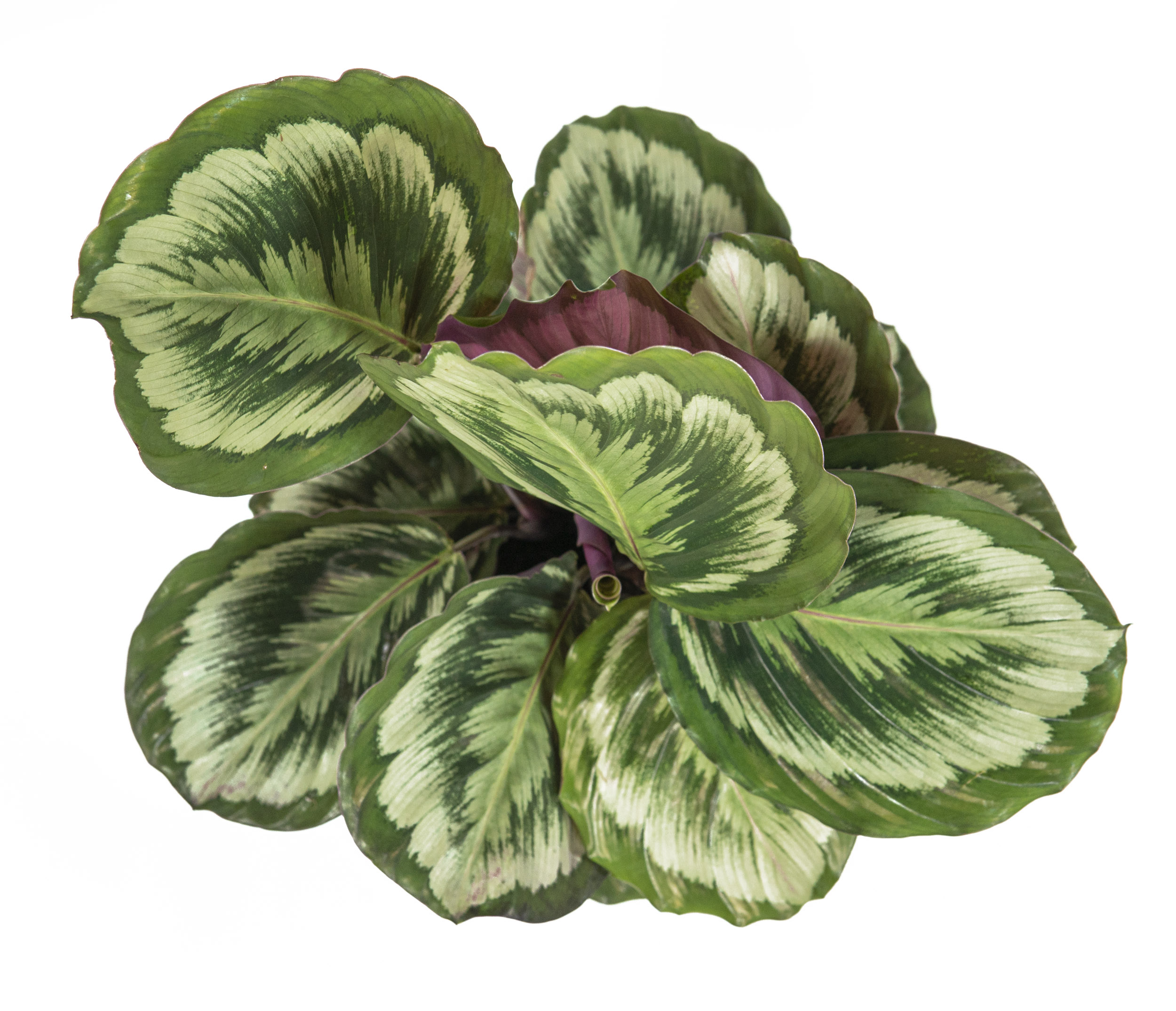 Calathea roseopicta Misty, im 14cm Topf, Korbmarante, Hhe ca. 35cm |  meingartencenter24.de - Garten Online Shop & Weber Grill Store