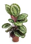 Calathea-roseopictaMisty-1-.jpg