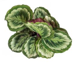 Calathea-roseopictaMisty-3-.jpg Calathea-roseopictaMisty-3-.jpg