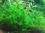Taxiphyllum-alternansTaiwan05.jpg