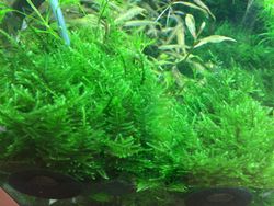 Taxiphyllum-alternansTaiwan05.jpg Taxiphyllum-alternansTaiwan05.jpg