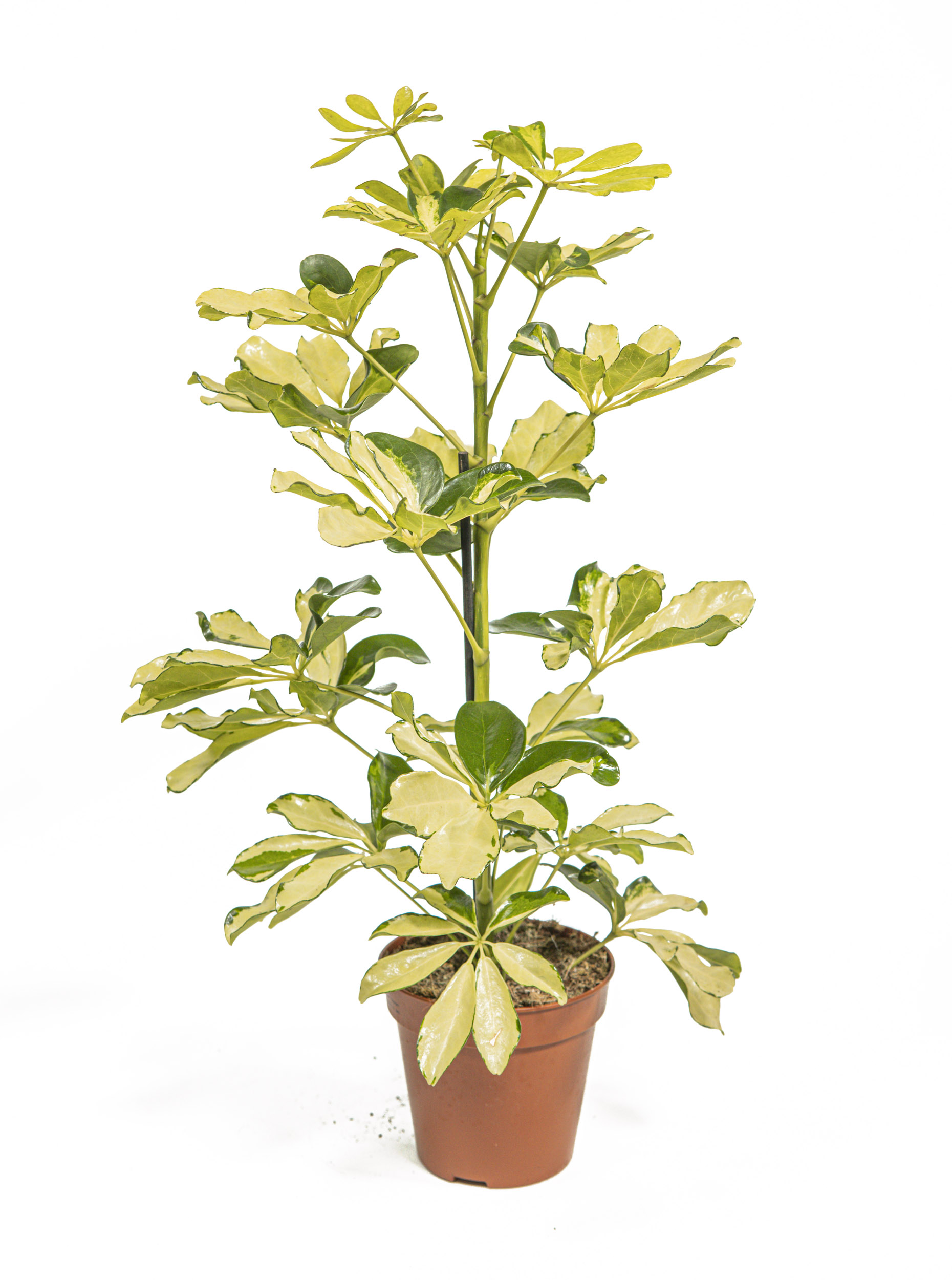 Schefflera arboricola Melanie, im 12cm Topf, Strahlenaralie, Hhe ca. 30cm  | meingartencenter24.de - Garten Online Shop & Weber Grill Store