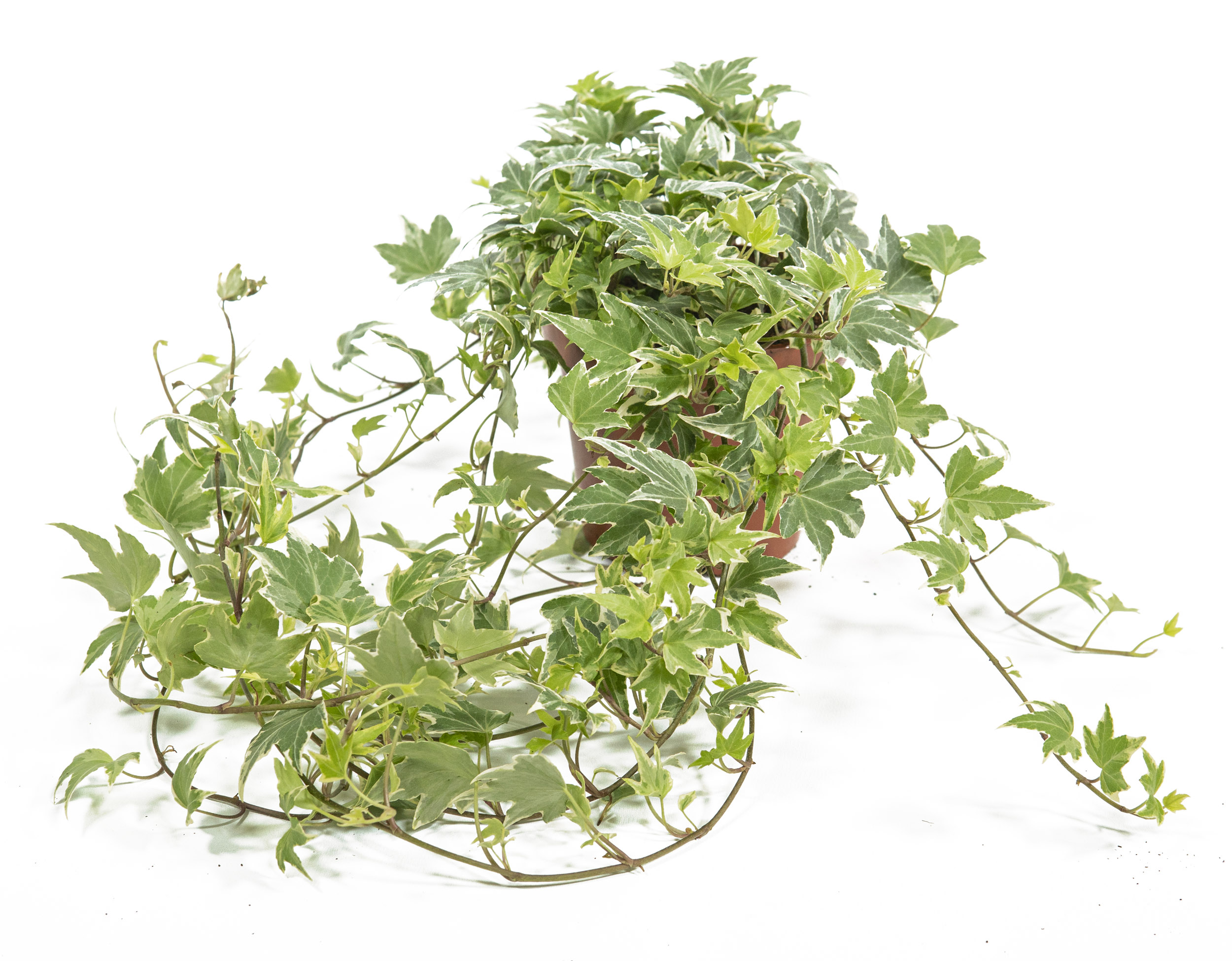 Hedera helix White Ripple, im 13cm Topf, kleinblttriger Efeu, weibuntes  Blatt, Trieblnge ca. 25cm | meingartencenter24.de - Garten Online Shop &  Weber Grill Store