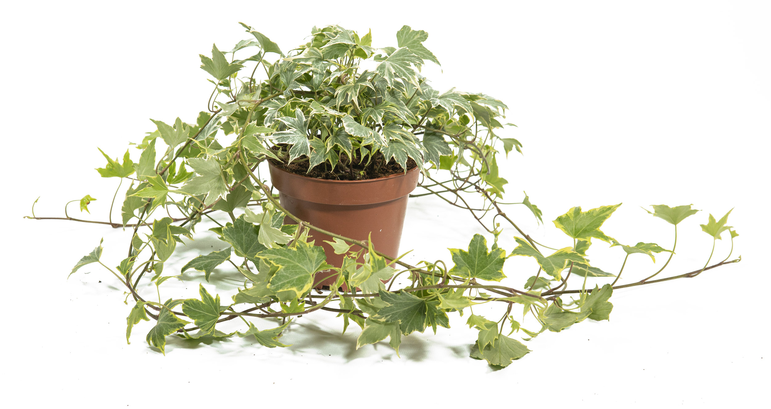 Hedera helix Yellow Ripple, im 13cm Topf, kleinblttriger Efeu gelbbunt,  Trieblnge ca. 25cm | meingartencenter24.de - Garten Online Shop & Weber  Grill Store
