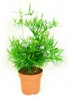 Asparagus-falcatus-Zierspargel-11.jpg