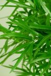 Asparagus-falcatus-Zierspargel-2.jpg