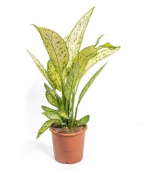 DieffenbachiaVesuvius--1-.jpg DieffenbachiaVesuvius--1-.jpg