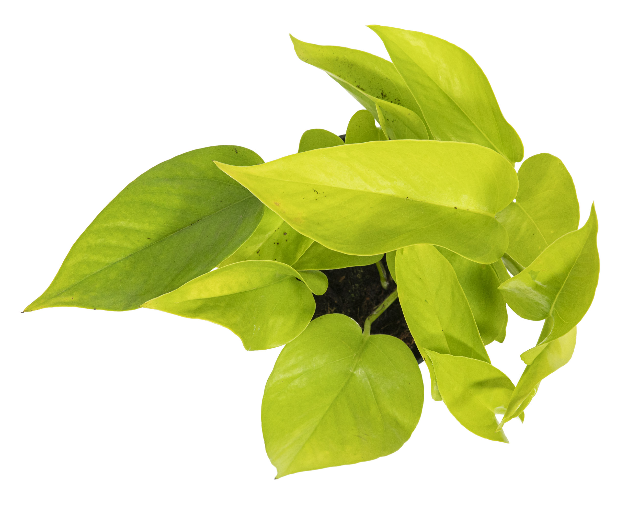 Scindapsus aureum Golden Pothos, im 12cm Topf, Efeutute, Hhe ca.15cm |  meingartencenter24.de - Garten Online Shop & Weber Grill Store