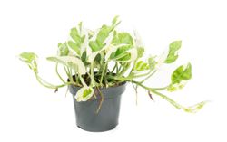 EpipremnumNjoy--1-.jpg EpipremnumNjoy--1-.jpg