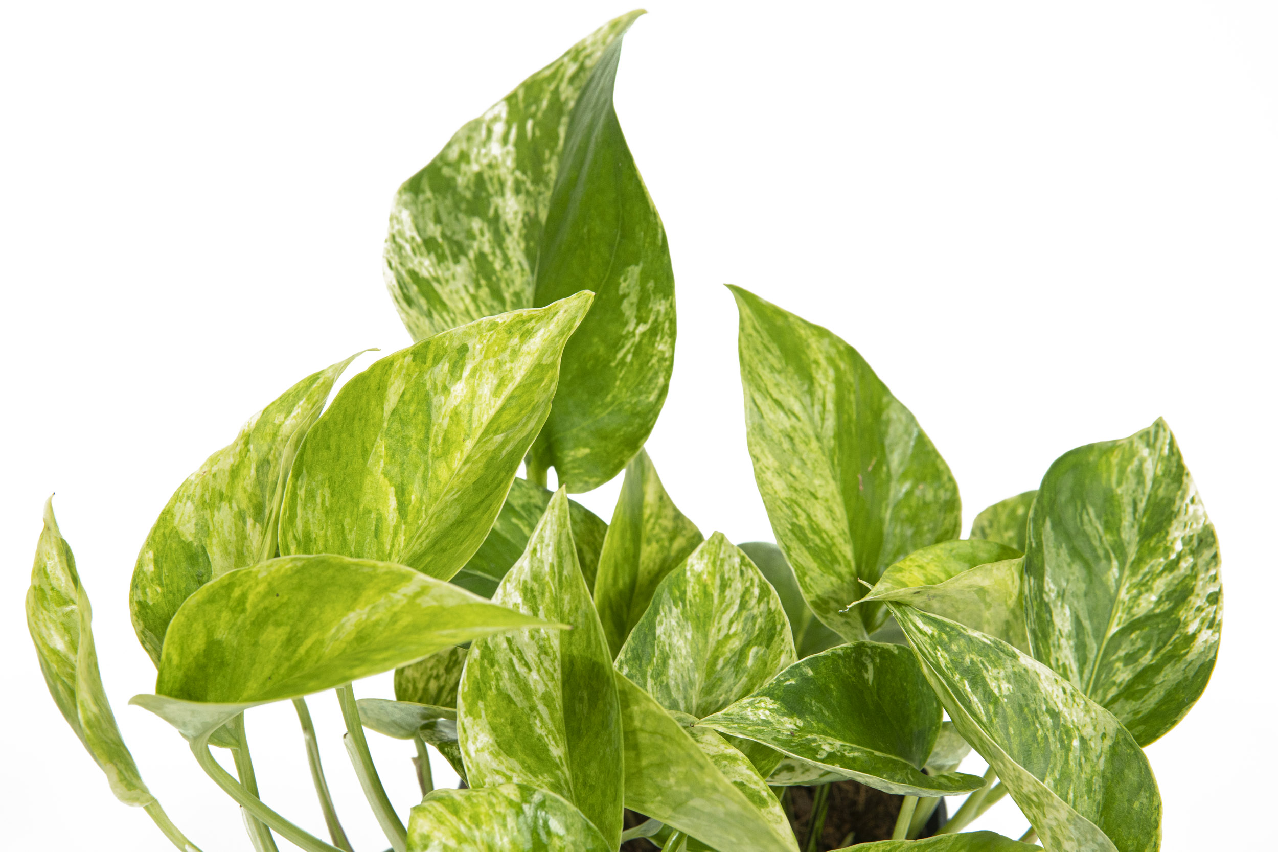Scindapsus aureum Marble Queen, im 12cm Topf, Efeutute, Hhe ca.15cm |  meingartencenter24.de - Garten Online Shop & Weber Grill Store