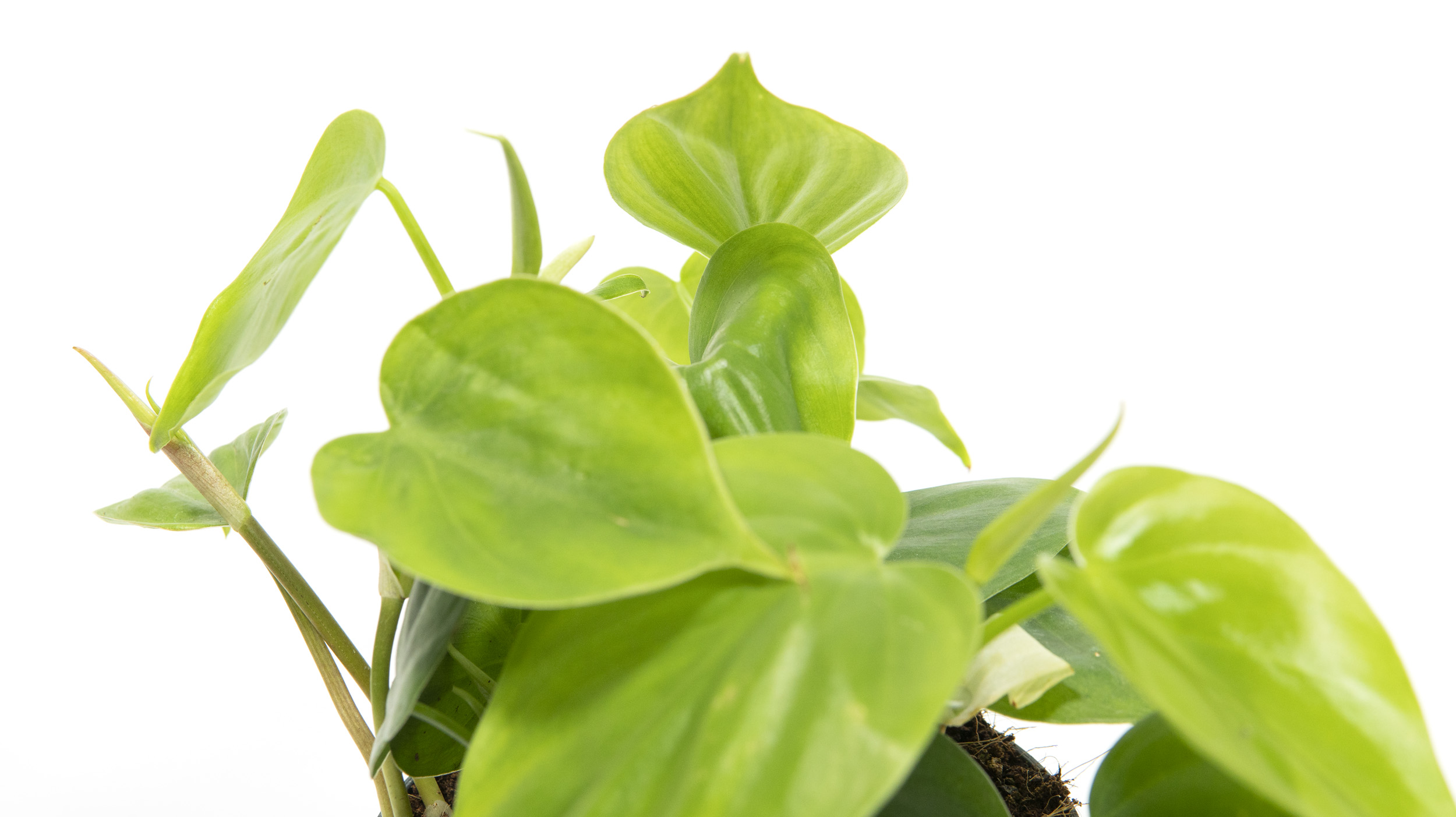 Philodendron scandens im 12cm Topf, kletternder Baumfreund, Hhe ca.15cm |  meingartencenter24.de - Garten Online Shop & Weber Grill Store