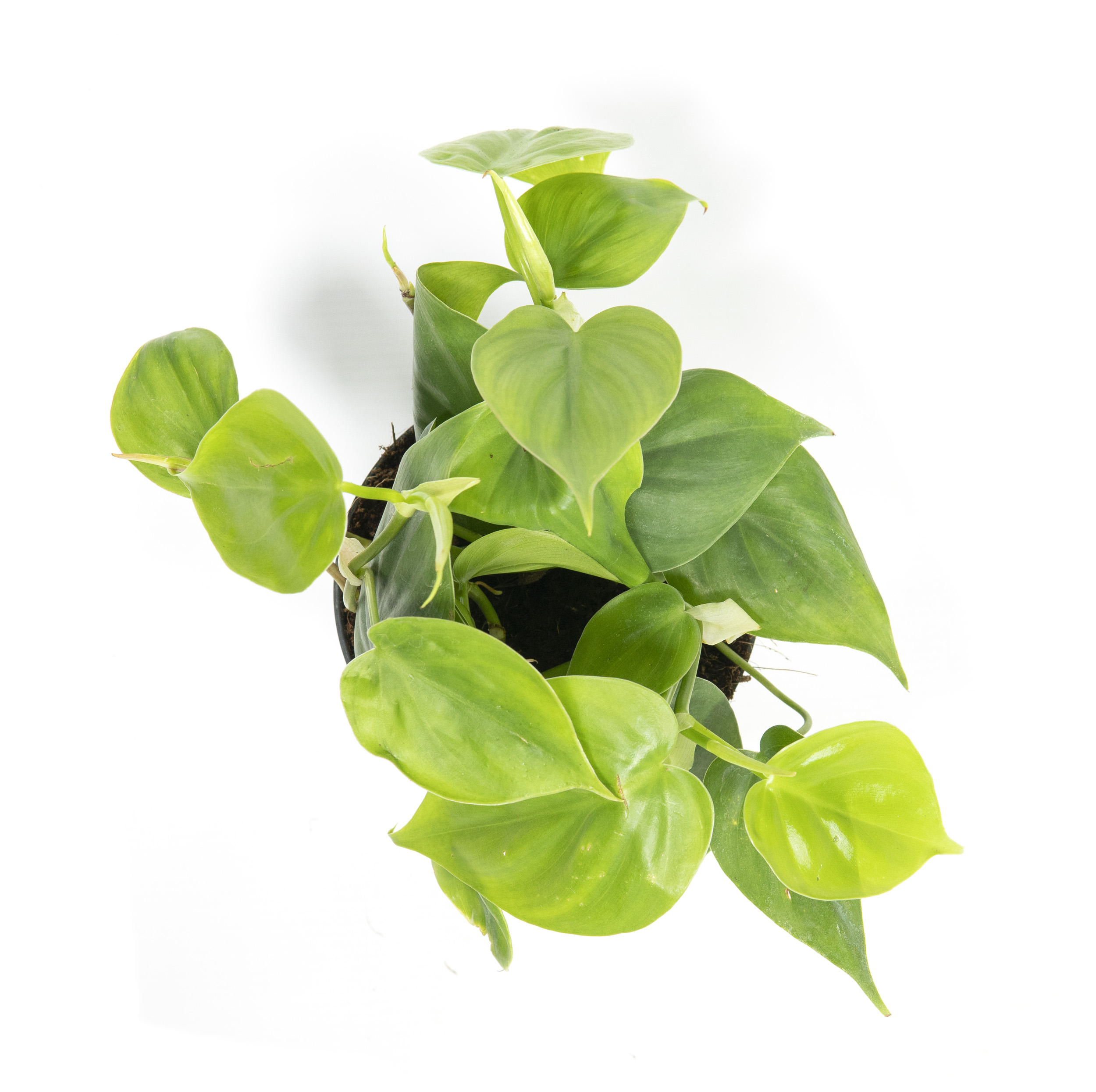 Philodendron scandens im 12cm Topf, kletternder Baumfreund, Hhe ca.15cm |  meingartencenter24.de - Garten Online Shop & Weber Grill Store