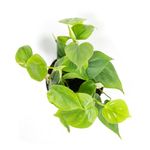 PhilodendronScandens--3-.jpg