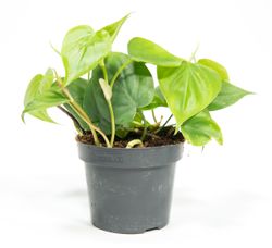 PhilodendronScandens--1-.jpg PhilodendronScandens--1-.jpg