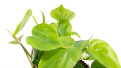 PhilodendronScandens--2-.jpg PhilodendronScandens--2-.jpg