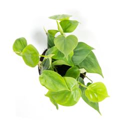 PhilodendronScandens--3-.jpg PhilodendronScandens--3-.jpg