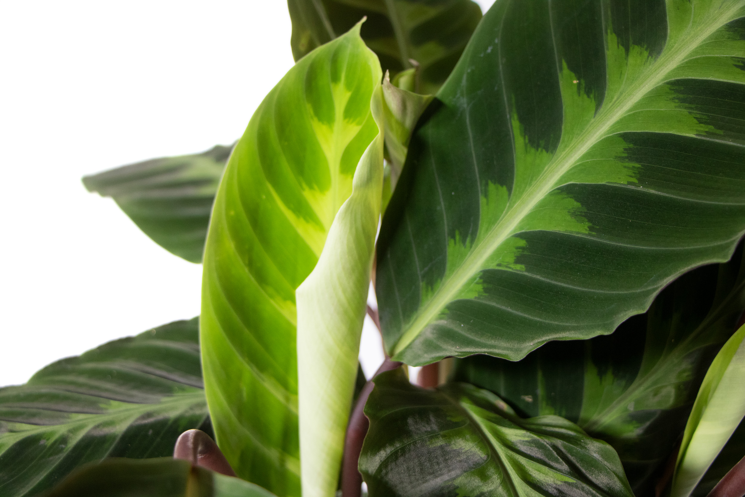 Calathea warscewiczii, im 19cm Topf, Korbmarante, Hhe ca. 65cm |  meingartencenter24.de - Garten Online Shop & Weber Grill Store