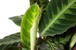 CalatheaWarscewiczii-zimmerpflanze-online-kaufen-2036.jpg
