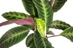 CalatheaWarscewiczii-zimmerpflanze-online-kaufen-2037.jpg