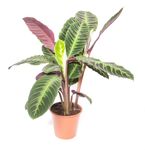 CalatheaWarscewizczii-zimmerpflanze-online-kaufenHi-2035.jpg