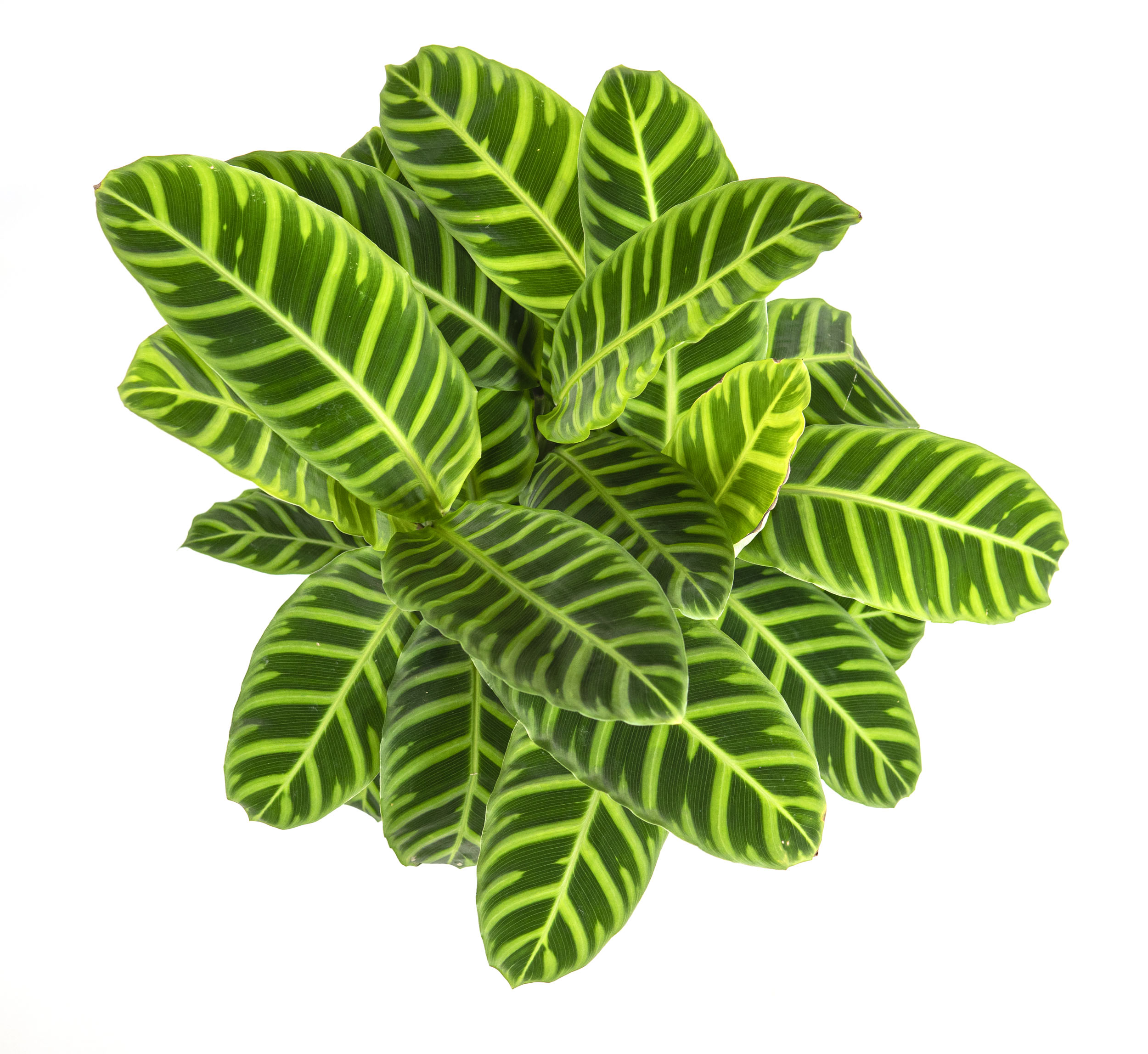 Calathea zebrina im 19cm Topf, Korbmarante, Hhe ca. 60cm |  meingartencenter24.de - Garten Online Shop & Weber Grill Store