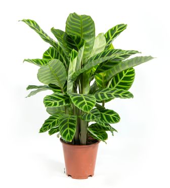 Calathea zebrina im 19cm Topf, Korbmarante, Höhe ca. 60cm