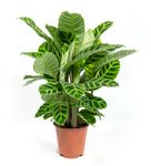 Calathea-Zebrina--1-.jpg
