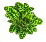 Calathea-Zebrina--3-.jpg