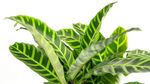 Calathea-Zebrina--4-.jpg