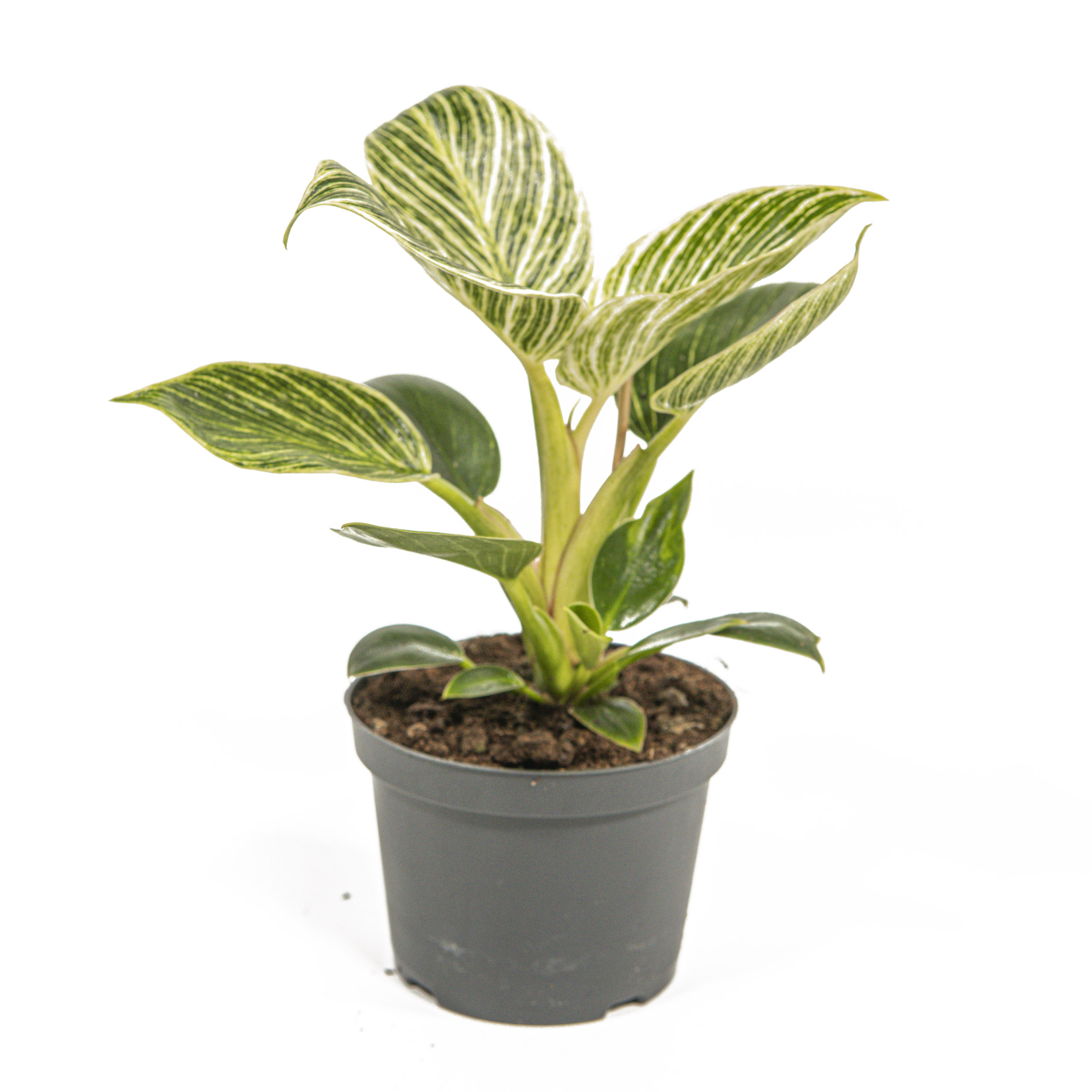Philodendron Birkin, White Measure im 12cmTopf, wei gestreifter  Baumfreund, Hhe ca. 20cm | meingartencenter24.de - Garten Online Shop &  Weber Grill Store