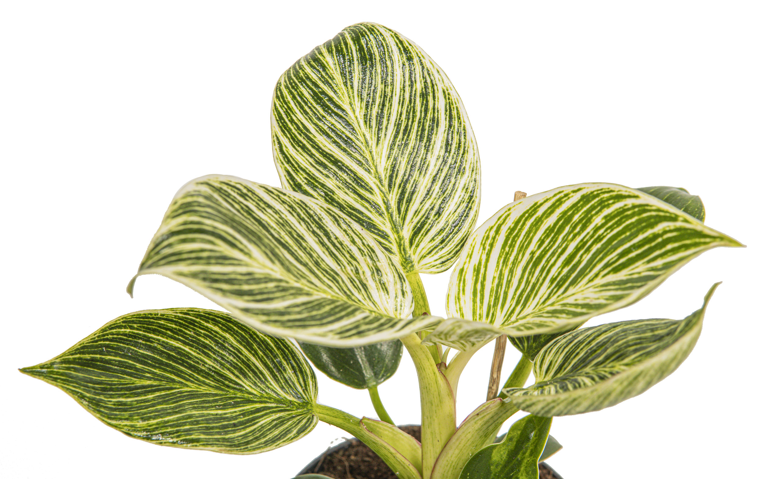 Philodendron Birkin, White Measure im 12cmTopf, wei gestreifter  Baumfreund, Hhe ca. 20cm | meingartencenter24.de - Garten Online Shop &  Weber Grill Store