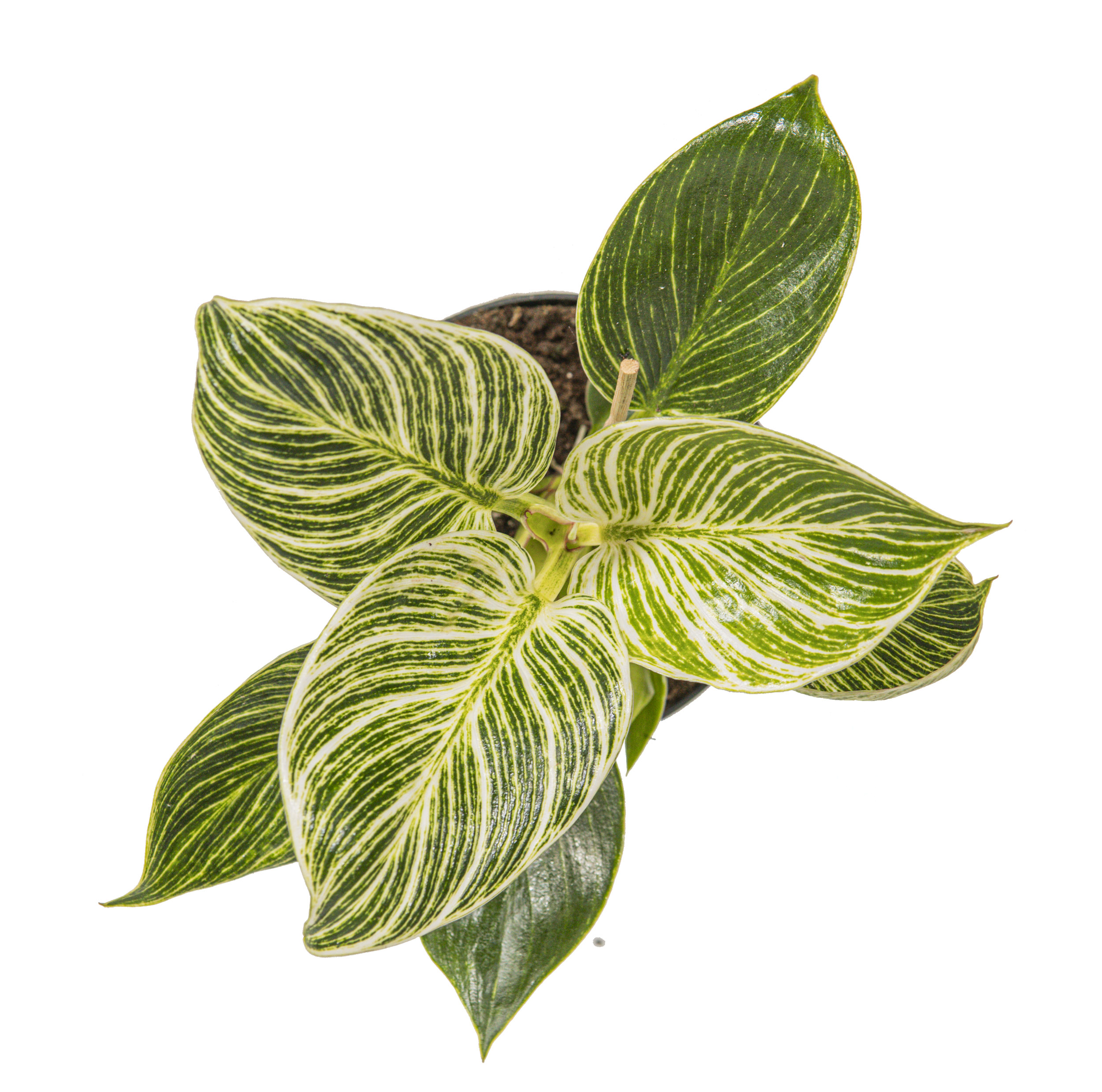 Philodendron Birkin, White Measure im 12cmTopf, wei gestreifter  Baumfreund, Hhe ca. 20cm | meingartencenter24.de - Garten Online Shop &  Weber Grill Store