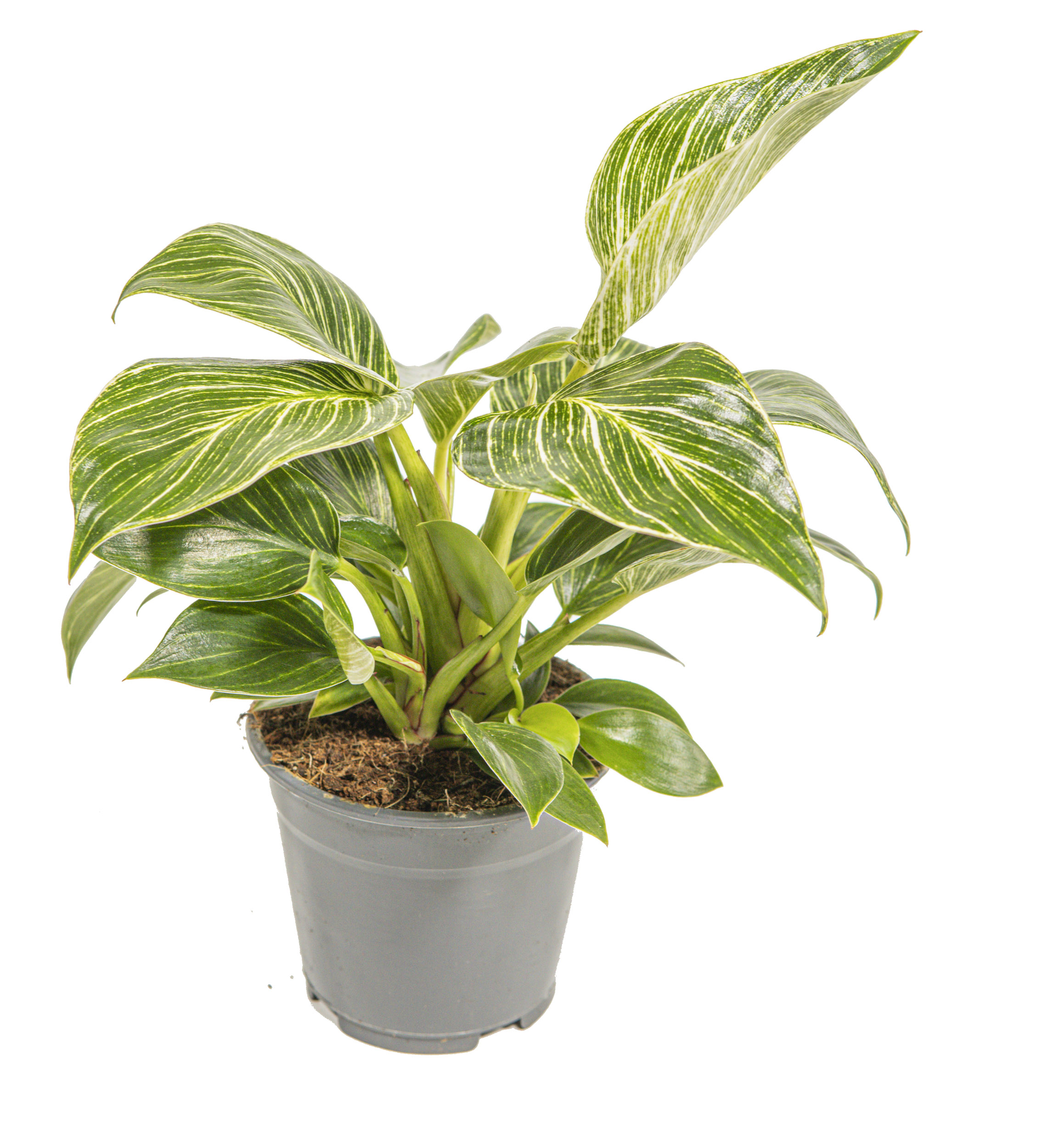 ornamental pepper plant Ornamental Pepper Purple Flash Seed Untreated main image 1