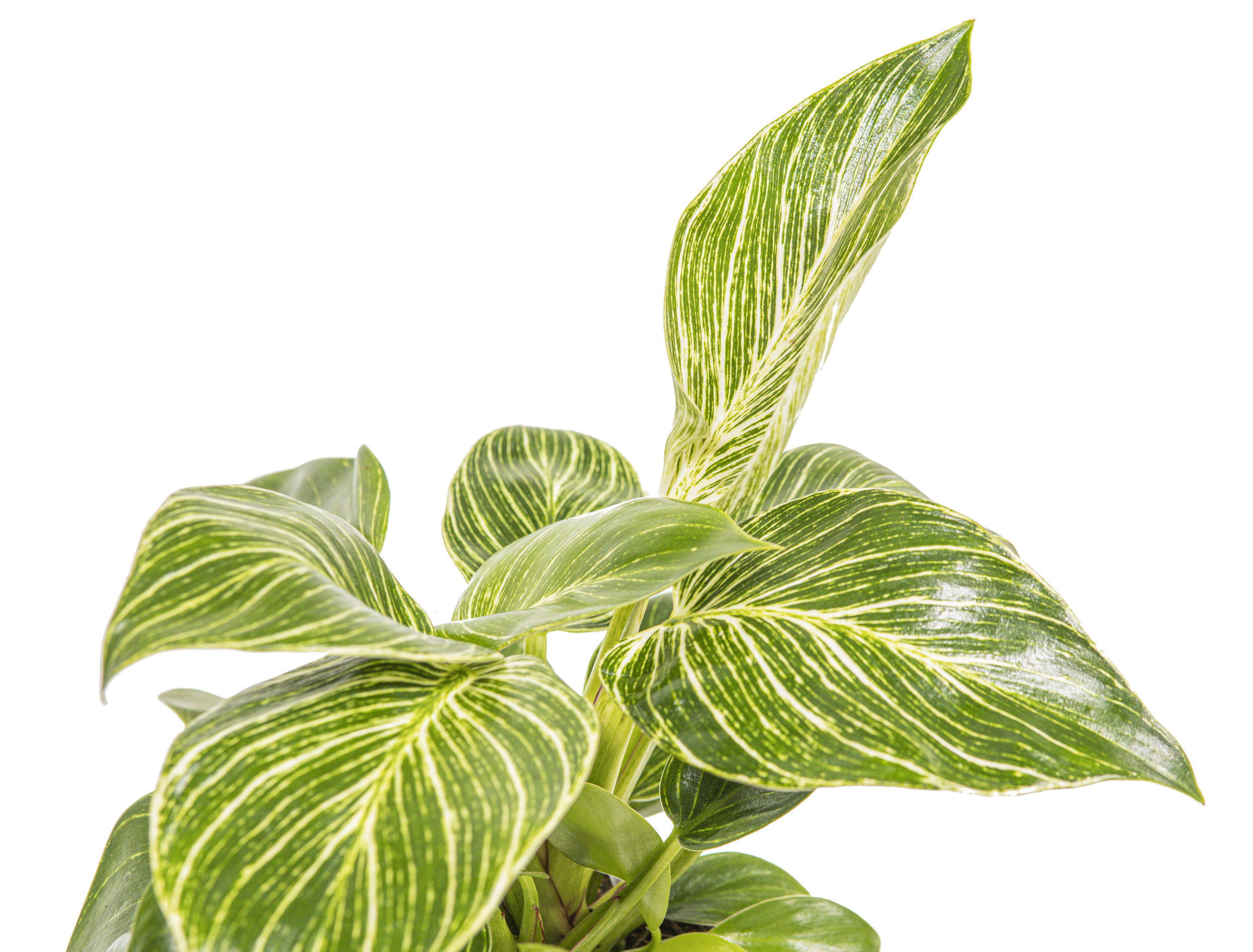 plant incense Nag Champa Long Incense main image 1