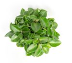 PeperomiaOrbaPixie--3-.jpg