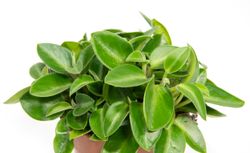 PeperomiaOrbaPixie--2-.jpg PeperomiaOrbaPixie--2-.jpg