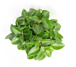 PeperomiaOrbaPixie--3-.jpg PeperomiaOrbaPixie--3-.jpg