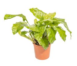 CalatheaMosaica--1-.jpg CalatheaMosaica--1-.jpg