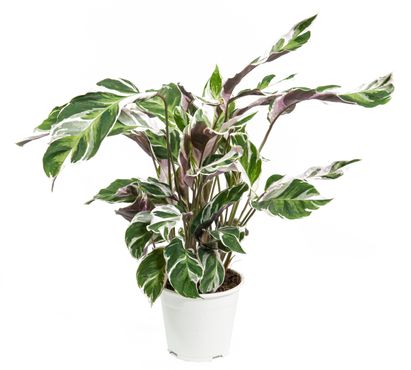 Calathea White Fusion, im 14cm Topf, Korbmarante, Höhe ca. 35cm
